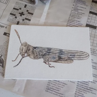 a painting of a tan grasshopper on a white background.